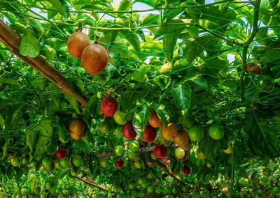 农村种植新奇水果-百香果,经济效益和行情前景分析